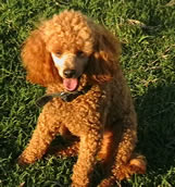 Father Frech Tamarillo