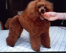 Nora's Grandfather Bushbotique Rotfuchs