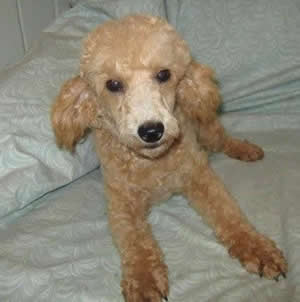 Piper male on 25 Jan 2010