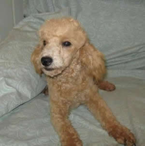 Piper male on 25 Jan 2010