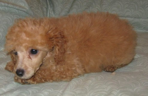 Topaz male on 7 August 2009