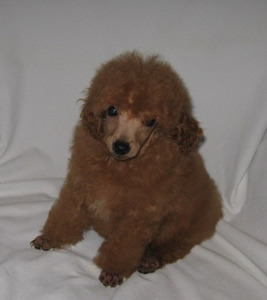 Beautiful Red Toy Poodle Puppies For