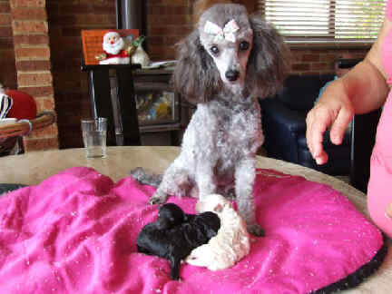 Cara (Badenville Rhapsody)