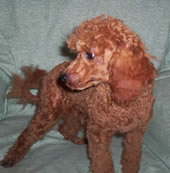 Adonnis - Redsonnet Red Adonnis father of puppies