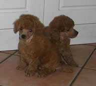 Amber is the puppy on the left