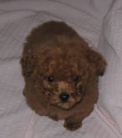 Amber puppy on 11 July